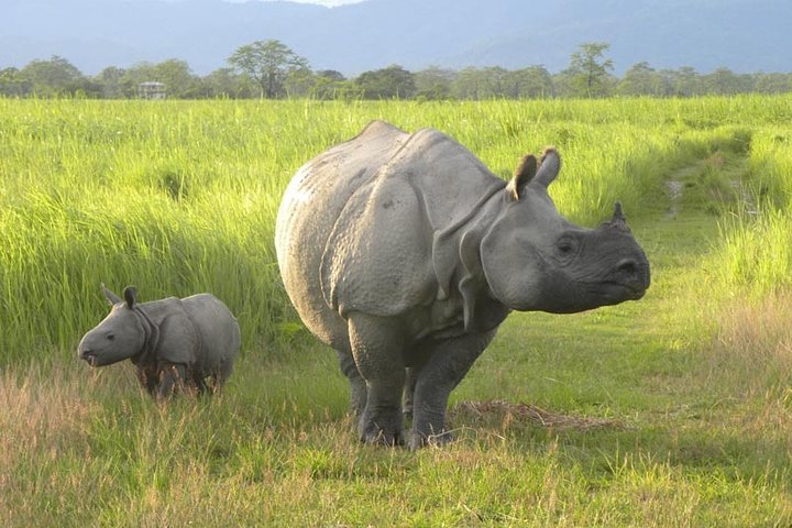 Guwahati — top 10 nature & wildlife