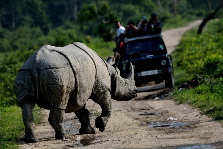 Pobitora Wildlife Sanctuary and Mayong Museum day tour from Guwahati, Guwahati
