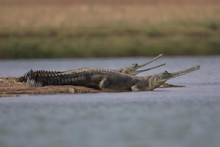 Full-day tour to Gharial Eco Park in Morena from Gwalior, Gwalior