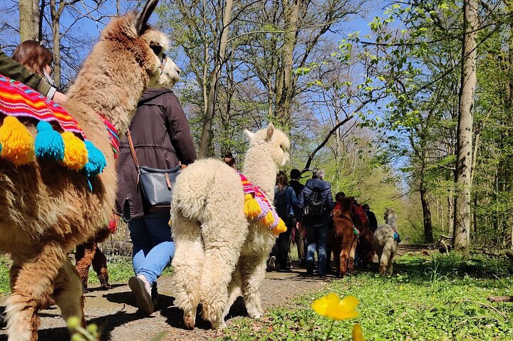 Alpaca hike at Richmond Castle, Hannover