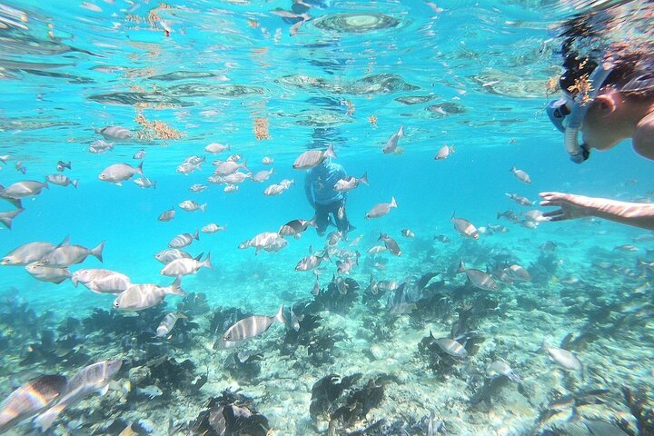 Half Day Private Tour to Islamorada Alligator Reef and Sandbar, Islamorada