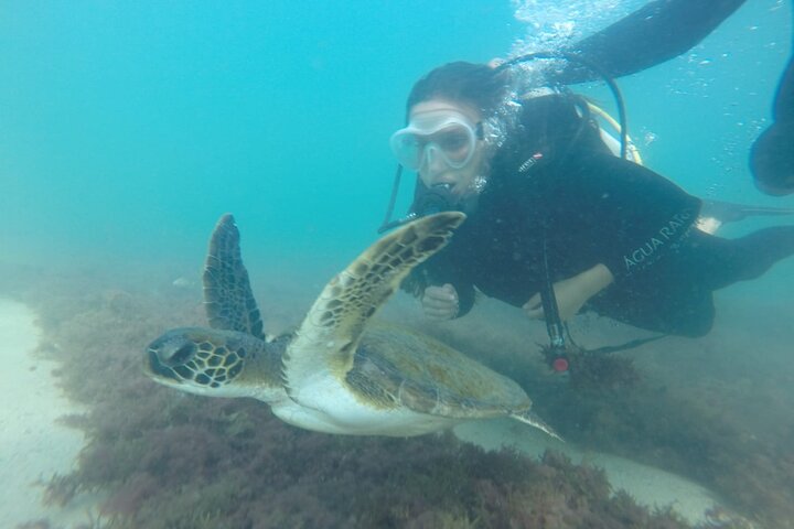 Diving in Turtle Paradise C/ Underwater Photos — Adventure things to do in Itajai