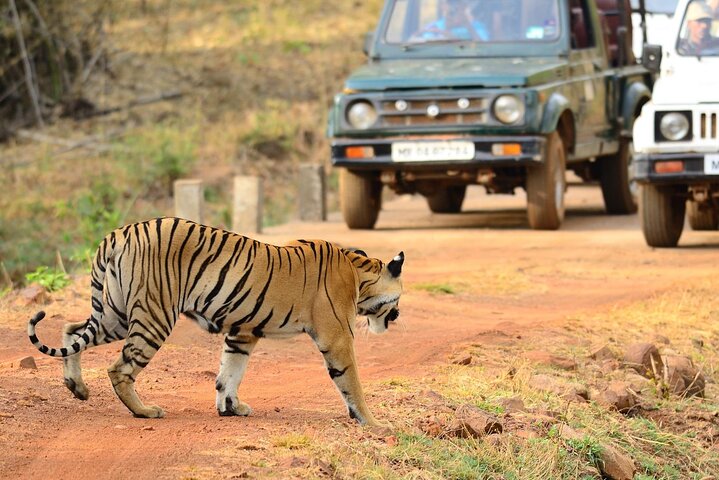 Wildlife safari tour of Bandhavgarh, Kanha, and Pench, Jabalpur