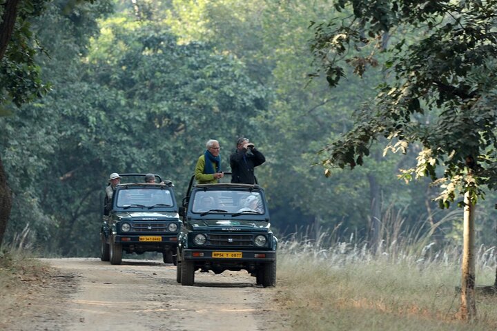 Safari tour of Bandhavgarh, Kanha, Pench and Tadoba National Parks, Jabalpur