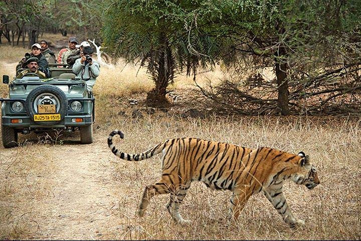 Two-day private wildlife tour to Ranthambhore from Jaipur, Jaipur