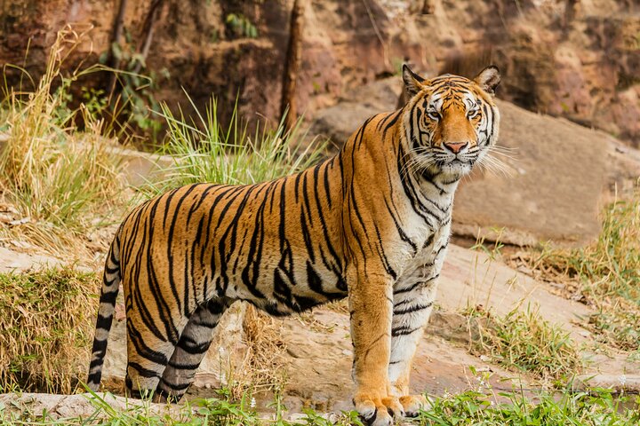 Ranthambore National Park day trip from Jaipur with safari, Jaipur