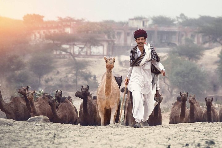 Private transfer from Jodhpur to Jaipur with a stop in Pushkar, Jodhpur