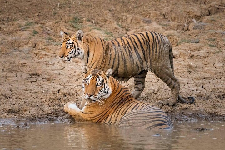 Jeep safari at Panna National Park from Khajuraho, Khajuraho