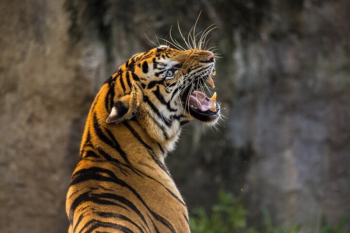Panna Tiger Reserve buffer zone safari, Khajuraho
