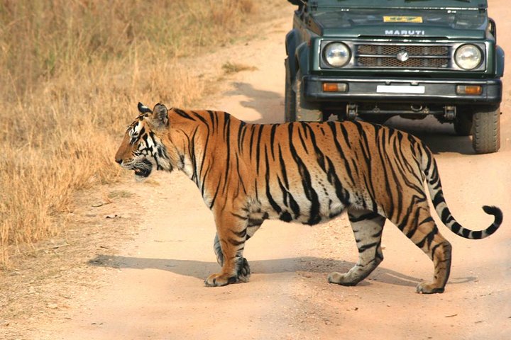 Private tiger safari at Panna National Park from Khajuraho, Khajuraho