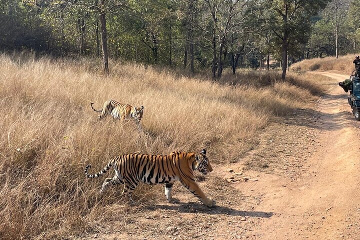 Tiger watching safari in Panna National Park, Khajuraho, Khajuraho