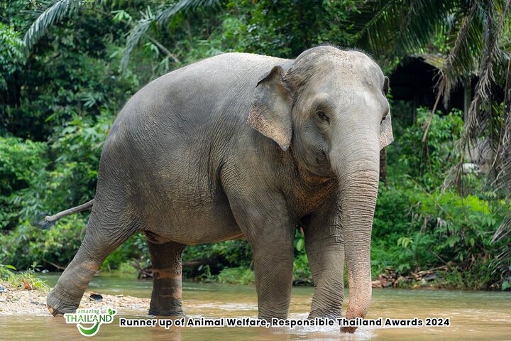 Khaolak Elephant Sanctuary eco-tour with transfer, Khao Lak