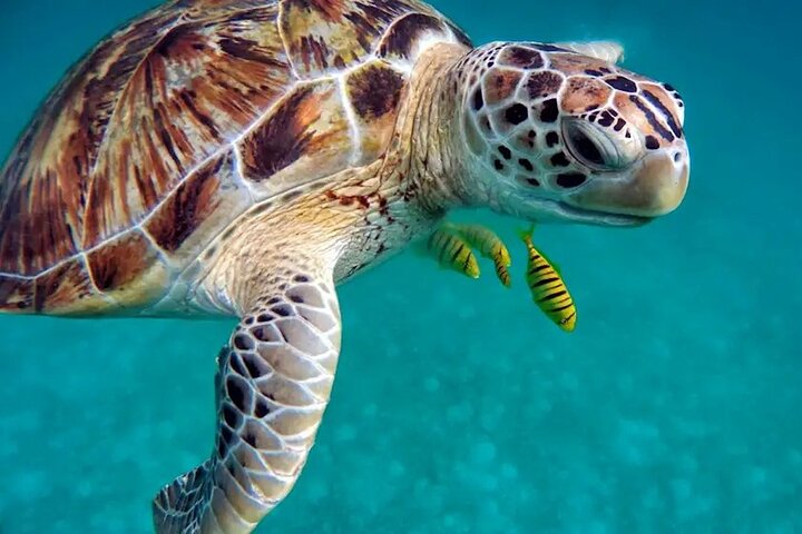 Khao Lak half-day tour with temple, turtles, and elephants, Khao Lak