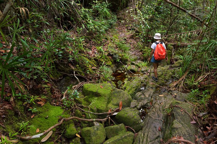 Hiking and bamboo rafting in Khao Sok National Park, Khao Lak