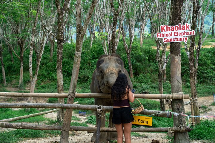 Khao Lak elephant sanctuary visit and cooking class — Food & drink things to do in Khao Lak
