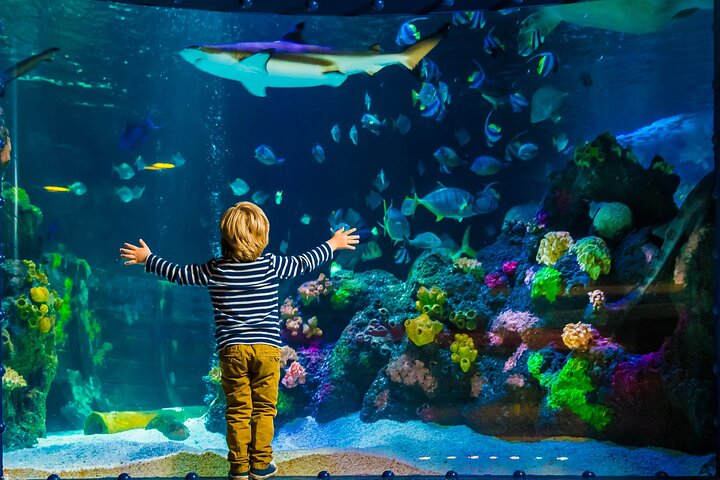 SEA LIFE Timmendorfer Strand Admission Ticket — Water & beach things to do in Kiel