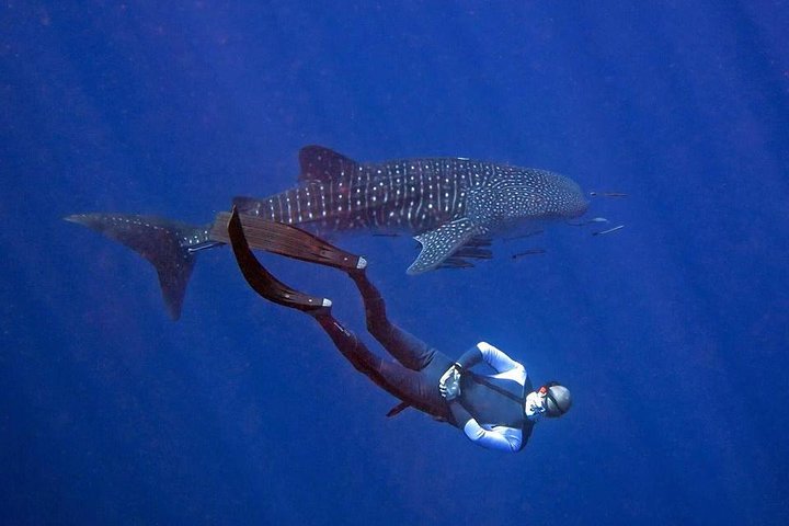 Koh Chang Freedive Trip ( Start at Koh Chang) — Kids-friendly things to do in Ko Chang