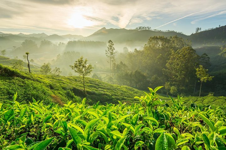 Four-day Kerala tour with houseboat stay and sightseeing