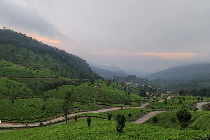 Private deluxe tour of Kochi, Munnar, Thekkady, and Alleppey