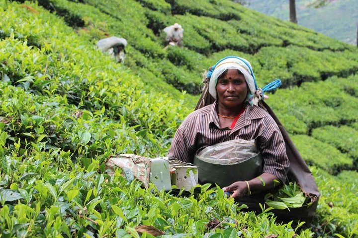 Five-day private tour of Kerala from Kochi