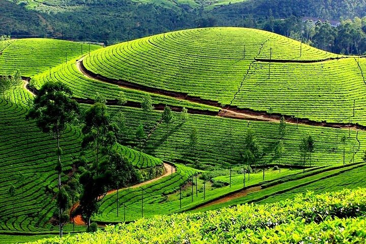 Full-day private tour from Kochi to Munnar, Kochi