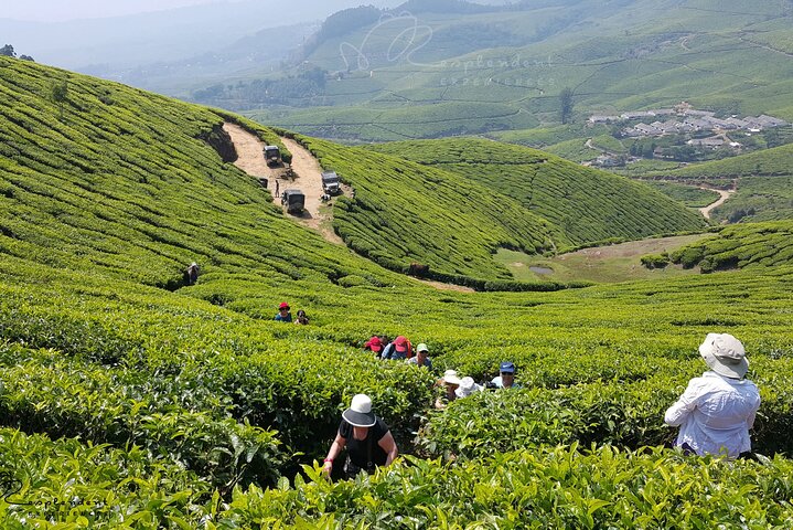 Munnar day trip from Kochi by private vehicle, Kochi