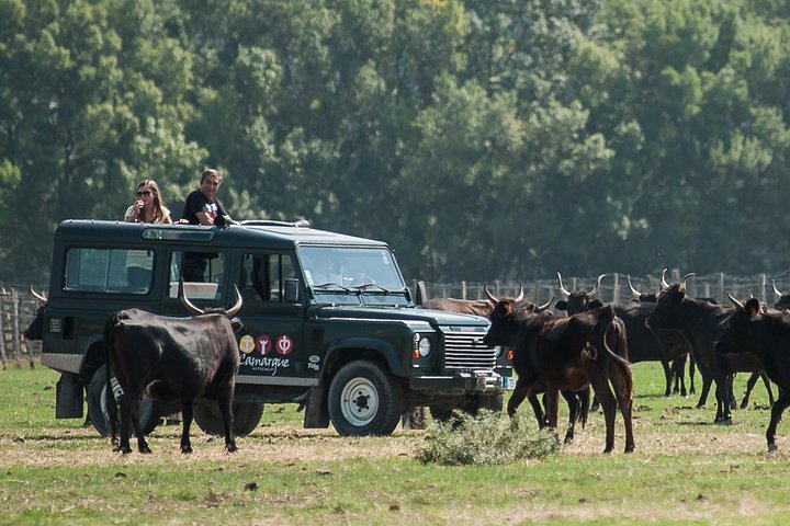 Camargue 4x4 Safari VIP Tour — Nature & wildlife things to do in Le Grau-du-Roi