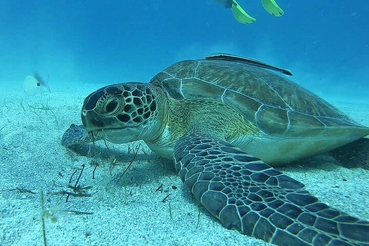 Discover SCUBA Diving with Pissouri Bay Divers, Limassol