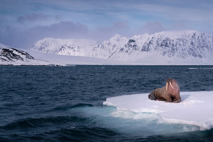 Svalbard Summer Micro Cruise Private 8 Day Tour, Longyearbyen