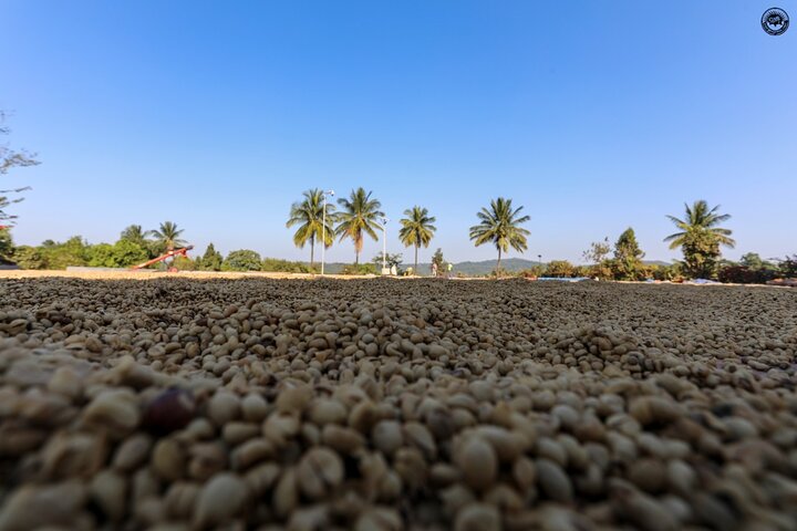 Coffee plantation tour in Coorg, Madikeri