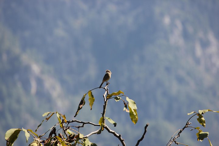Bird-watching hike in Jibhi, Himachal Pradesh, Manali