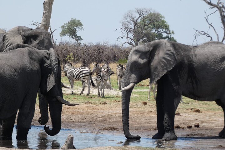 1 Day Moremi Game Drive Safari, guided, Maun