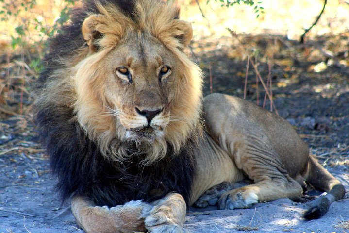 3 Day Central Kalahari Game Reserve Safari Tour, Maun