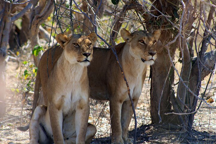 7 Day Moremi Okavango Delight — Day trips things to do in Maun