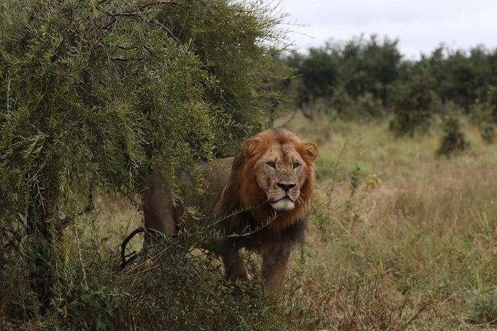 Luxury Okavango Safari - 3 Day, Maun