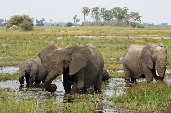 Moremi Full day Game Drive from Maun — Luxury & private things to do in Maun