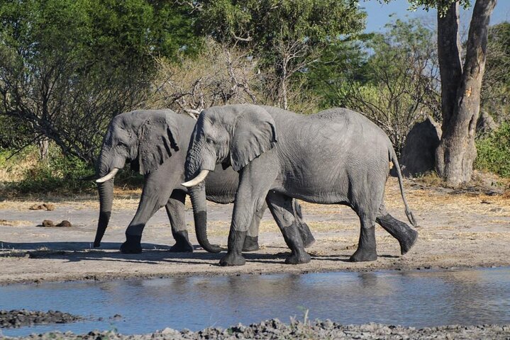 Moremi Full Day Trip From Maun — Day trips things to do in Maun