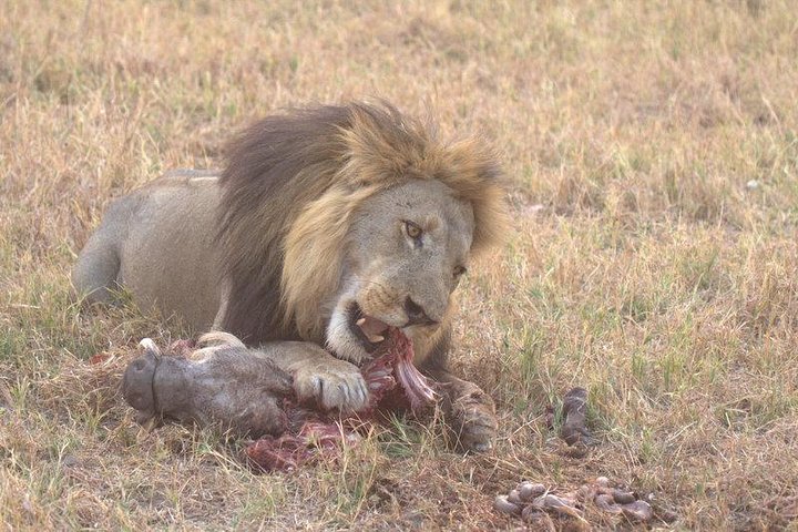 Moremi Game Reserve Day Trip — Day trips things to do in Maun