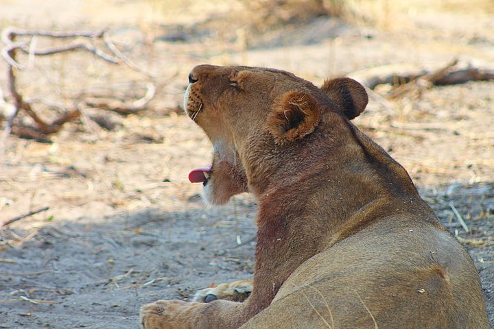 Moremi One Day Game Drive Safari — Day trips things to do in Maun