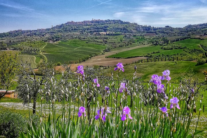 experiences in Montepulciano
