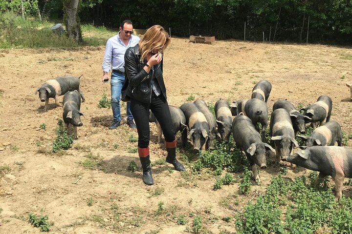 Visit to the Cinta Senese farm in Montepulciano — Food & drink things to do in Montepulciano