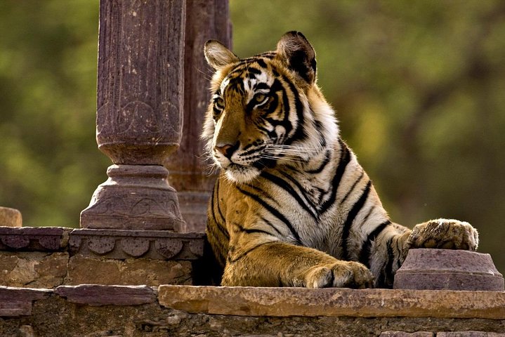 Private transfer from Mount Abu to Ranthambore, Mount Abu