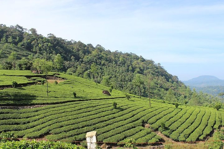 experiences in Munnar