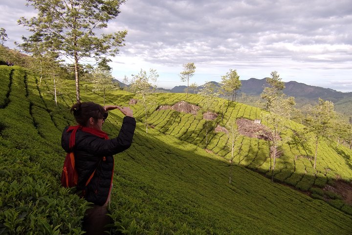 Half-day trekking tour in Munnar, Munnar