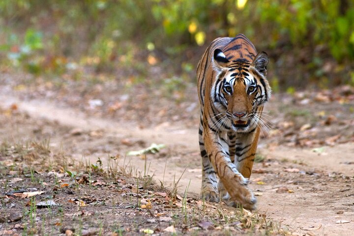 11-day private wildlife safari in Central India, Nagpur