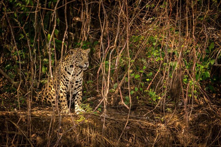 Two-day tour to Pench National Park from Nagpur, Nagpur