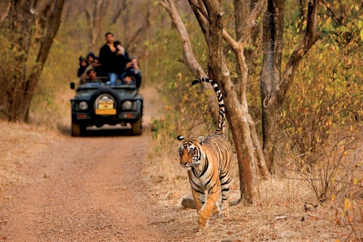 3-day tiger safari at Pench National Park from Nagpur, Nagpur