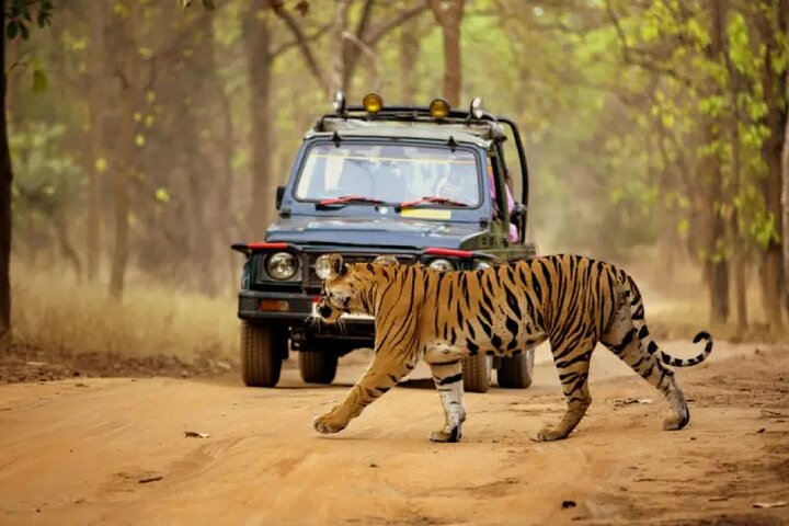Tadoba wildlife tour from Nagpur, Nagpur
