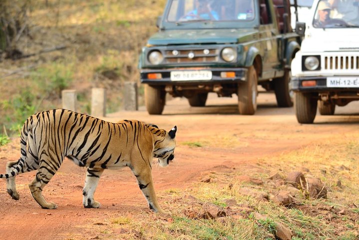 Nagpur to Bhopal via Pench and Satpura National Parks, Nagpur