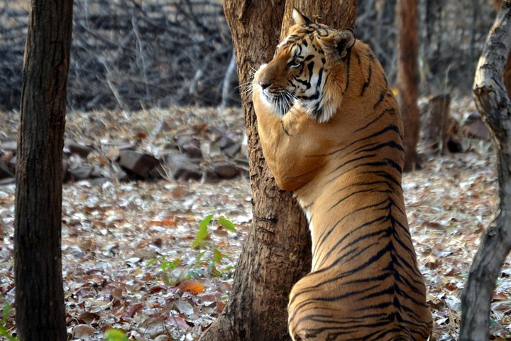 Pench and Satpura National Park tiger safari tour from Nagpur, Nagpur